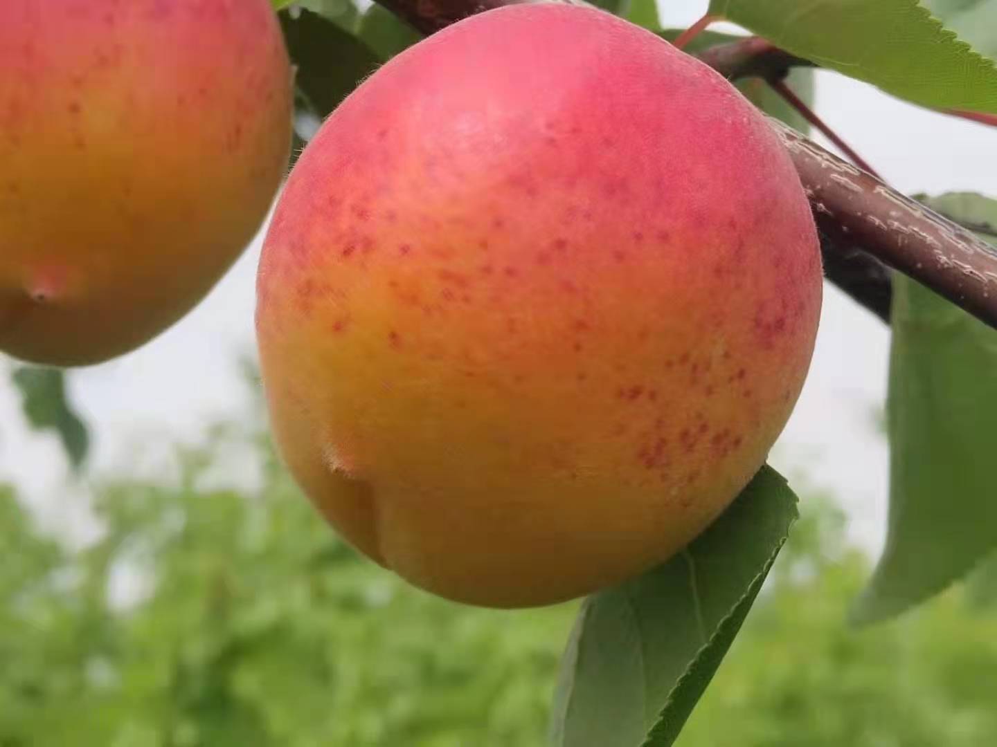 微信图片_20210628091025.jpg 微信图片_20210628091025.jpg